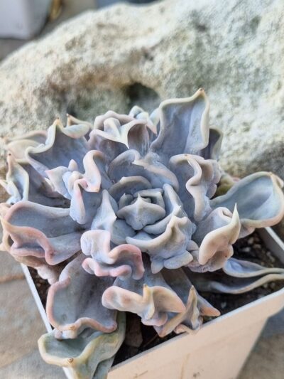 Echeveria Triller pearl - Зображення 2