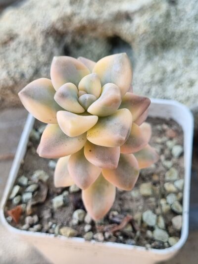 Pachyphytum Apricot Beauty var - Зображення 2