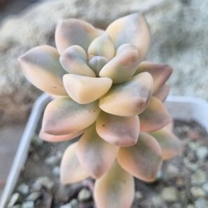 Pachyphytum Apricot Beauty var