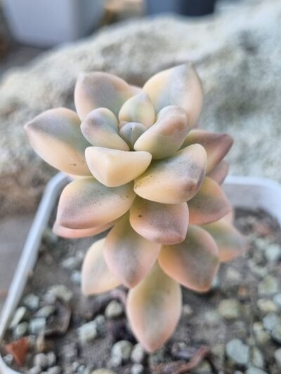 Pachyphytum Apricot Beauty var