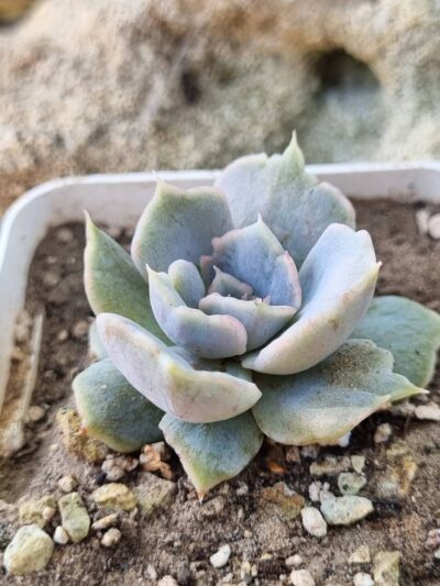 Echeveria Vampire Appaloosa - Зображення 2