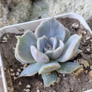 Echeveria Vampire Appaloosa