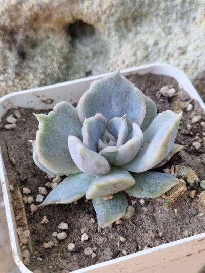 Echeveria Vampire Appaloosa