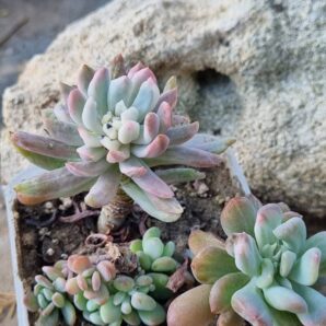Pachyveria Scheideckeri var