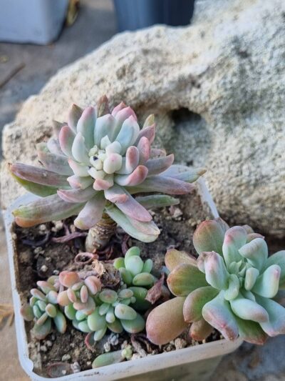 Pachyveria Scheideckeri var