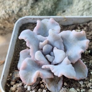 Echeveria Crispate Beauty