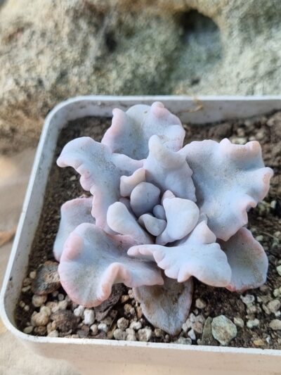Echeveria Crispate Beauty