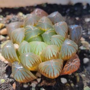 Haworthia cooperi