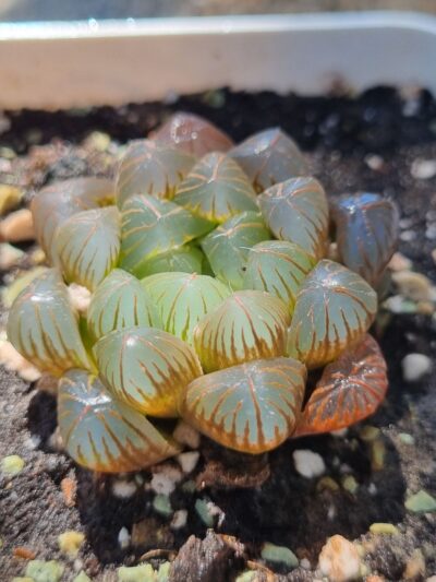Haworthia cooperi
