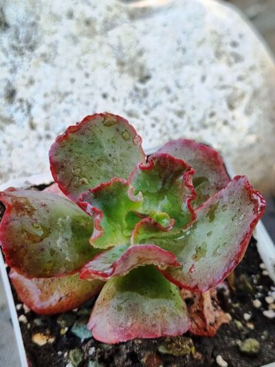 Echeveria Bumps - Зображення 2