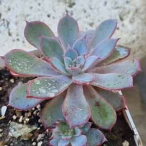 Echeveria Laurensis