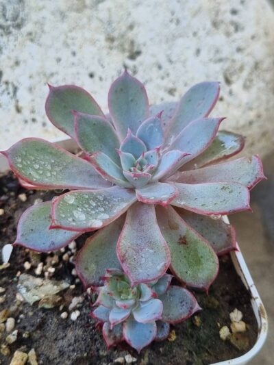 Echeveria Laurensis