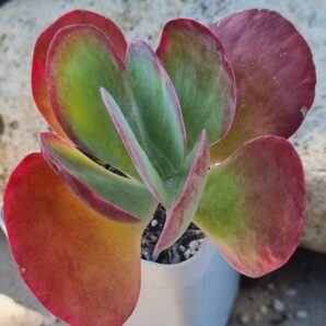 Kalanchoe Thyrsiflora var