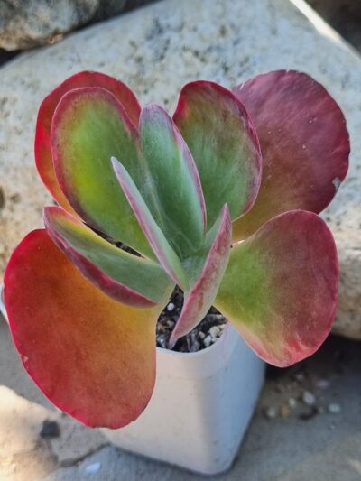 Kalanchoe Thyrsiflora var
