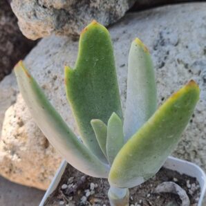 Cotyledon orbiculata Elk Horns