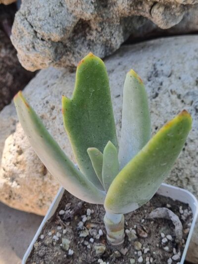 Cotyledon orbiculata Elk Horns