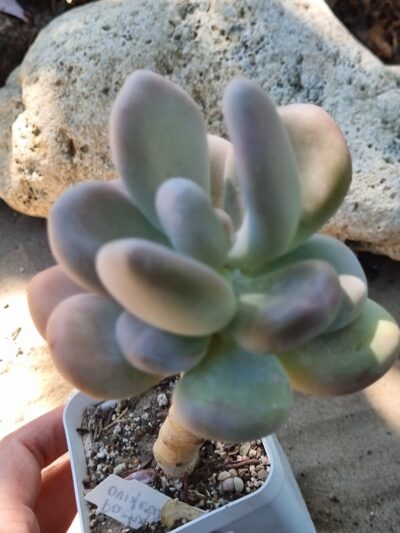 Pachyphytum Oviferum - Зображення 4