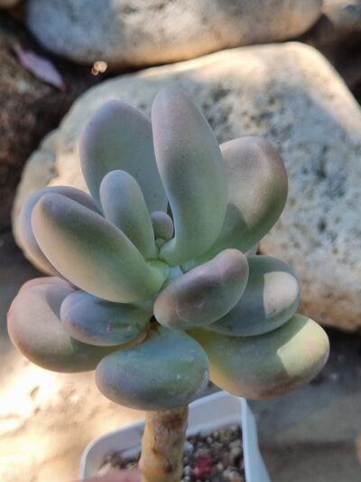 Pachyphytum Oviferum - Зображення 3