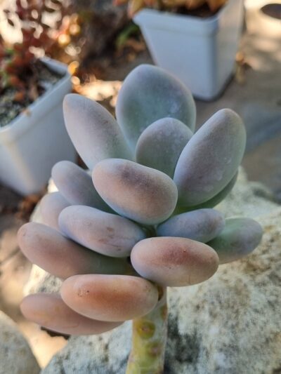 Pachyphytum Oviferum - Зображення 2