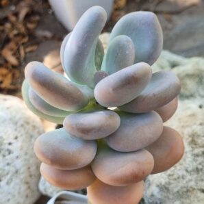 Pachyphytum Oviferum