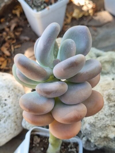 Pachyphytum Oviferum