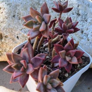 Graptosedum Bronze