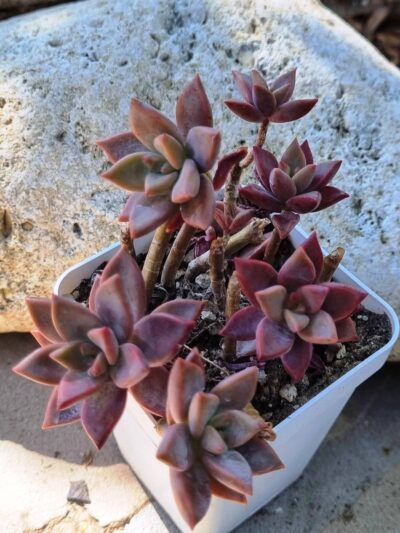 Graptosedum Bronze