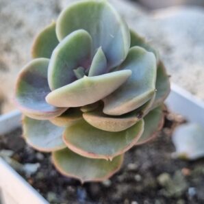 Echeveria Blue Surprise