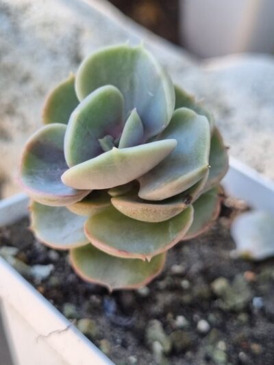 Echeveria Blue Surprise