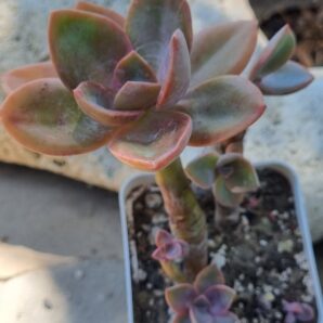 Echeveria Fred Ives