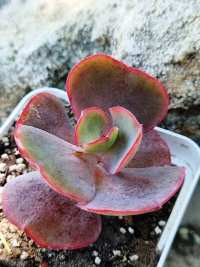 Echeveria Double Delight - Зображення 2