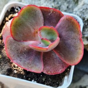 Echeveria Double Delight