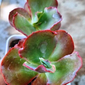 Echeveria Can Can