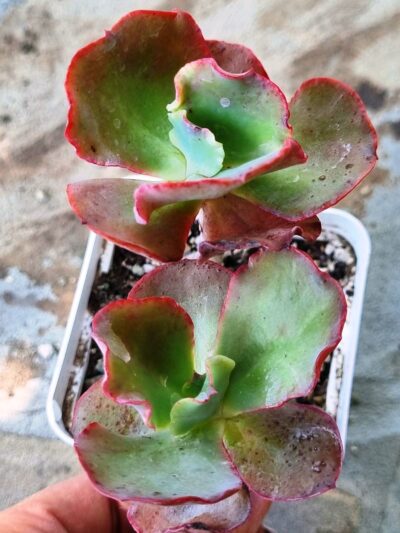 Echeveria Can Can - Зображення 2