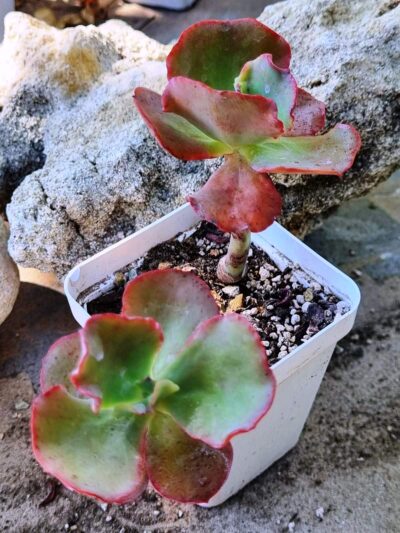 Echeveria Can Can - Зображення 3
