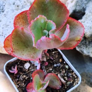 Echeveria Tinkerbell