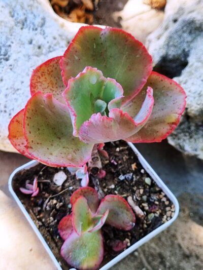 Echeveria Tinkerbell