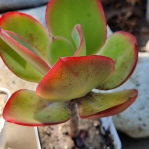 Echeveria Red Finkle