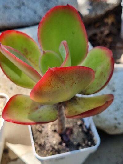 Echeveria Red Finkle