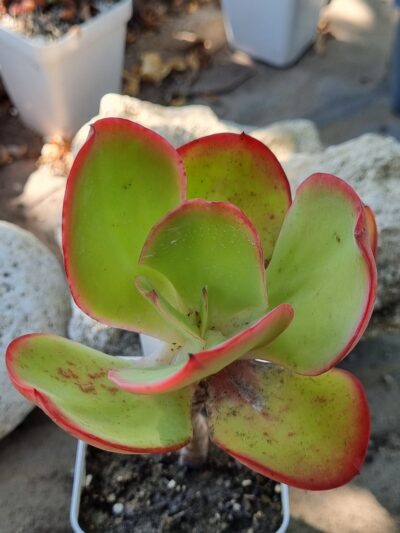 Echeveria Red Finkle - Зображення 2