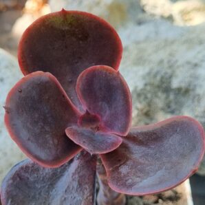 Echeveria Mahogany