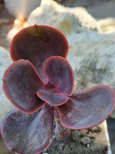 Echeveria Mahogany