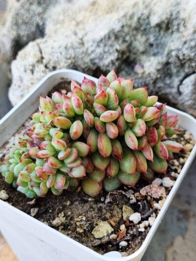 Echeveria Red King cristata Korean - Зображення 2