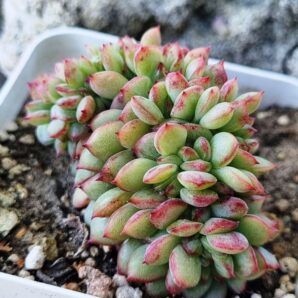 Echeveria Red King cristata Korean