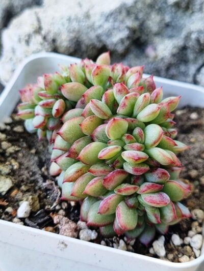 Echeveria Red King cristata Korean