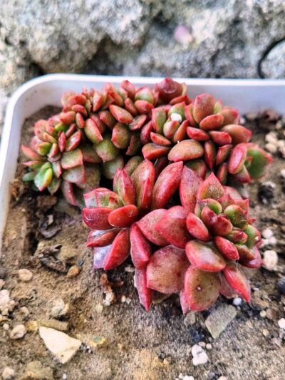 Echeveria Prada crstata - Зображення 2