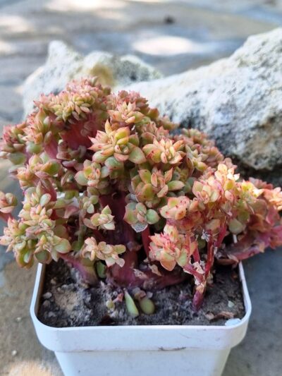 Echeveria agavoides f cristata - Зображення 2