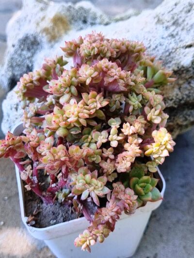 Echeveria agavoides f cristata