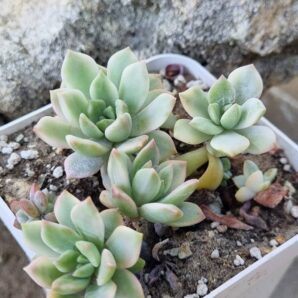 Echeveria Markus var (весь горщик)