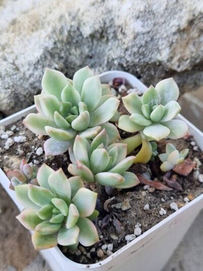 Echeveria Markus var (весь горщик)